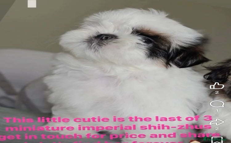 Shih Tzu dogs - Advert 1