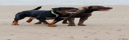 Rottweiler dogs for stud: For Stud  - Advert 1