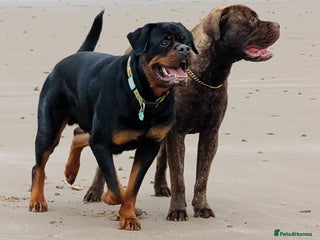 Rottweiler dogs for stud - Advert 1
