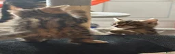 Bengal cats for sale: BENGAL Kittens pedigreed/registered - Advert 4