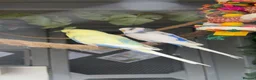 Budgerigars birds for sale: 12 Budgies Available Mixed  - Advert 9