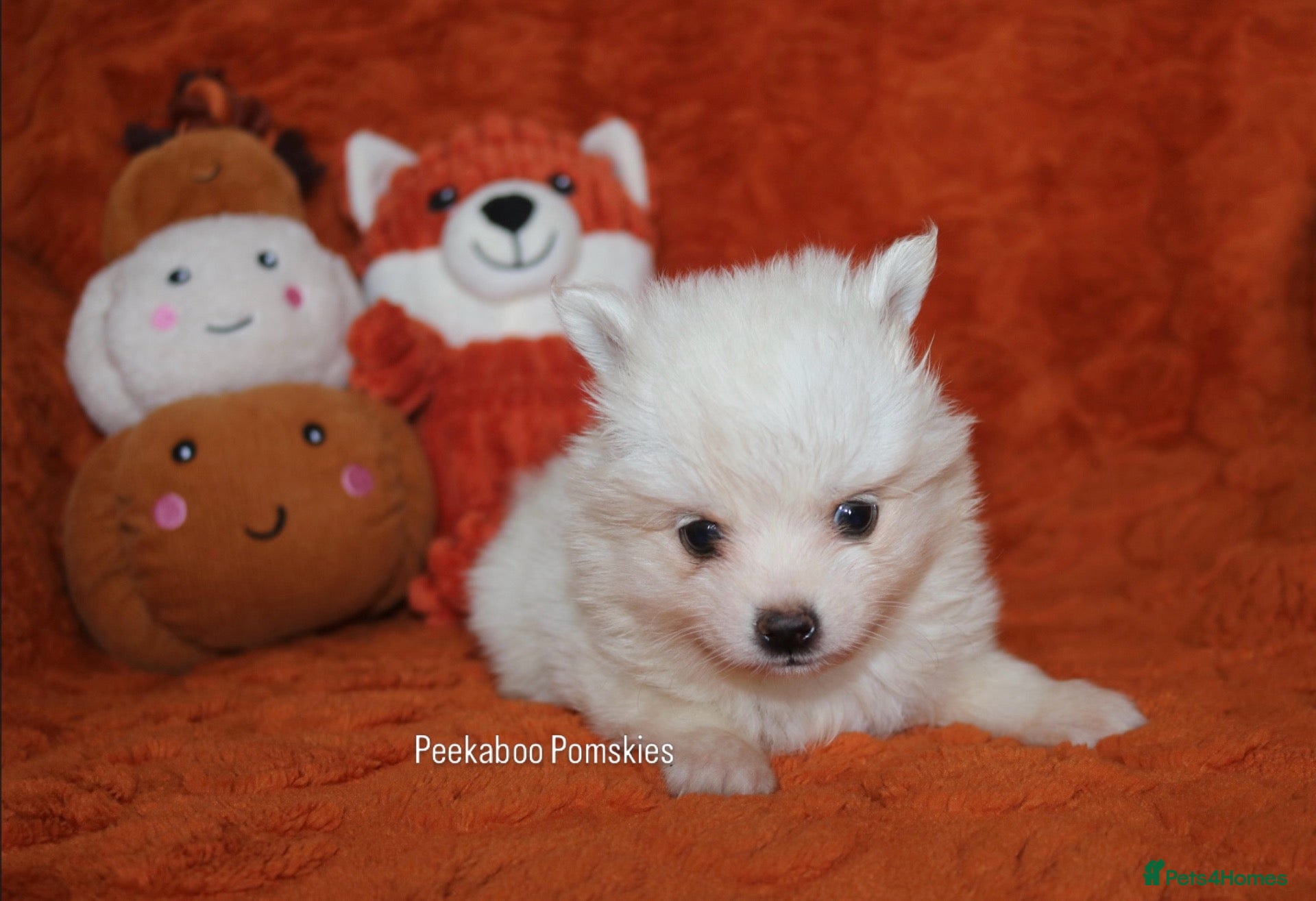 Pomsky dogs Pomsky Puppies - Advert 7