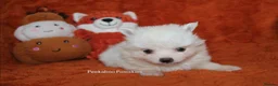 Pomsky dogs for sale: Pomsky Puppies (3) - Advert 10