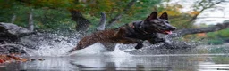 Mixed Breed dogs for sale: Dutch herder puppies - Advert 5