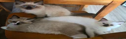 Ragdoll cats for sale: 2 beautiful fluffy ragdoll kittens - Advert 4