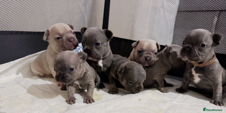 French Bulldog dogs Cute French Bulldog Puppies Seeking Loving Homes - Advert 7
