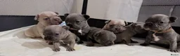 French Bulldog dogs for sale: Cute French Bulldog Puppies Seeking Loving Homes in Manchester - Advert 1