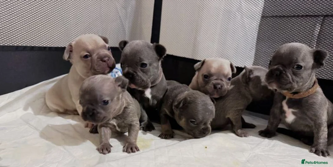 French Bulldog dogs for sale: Cute French Bulldog Puppies Seeking Loving Homes in Manchester - Advert 1