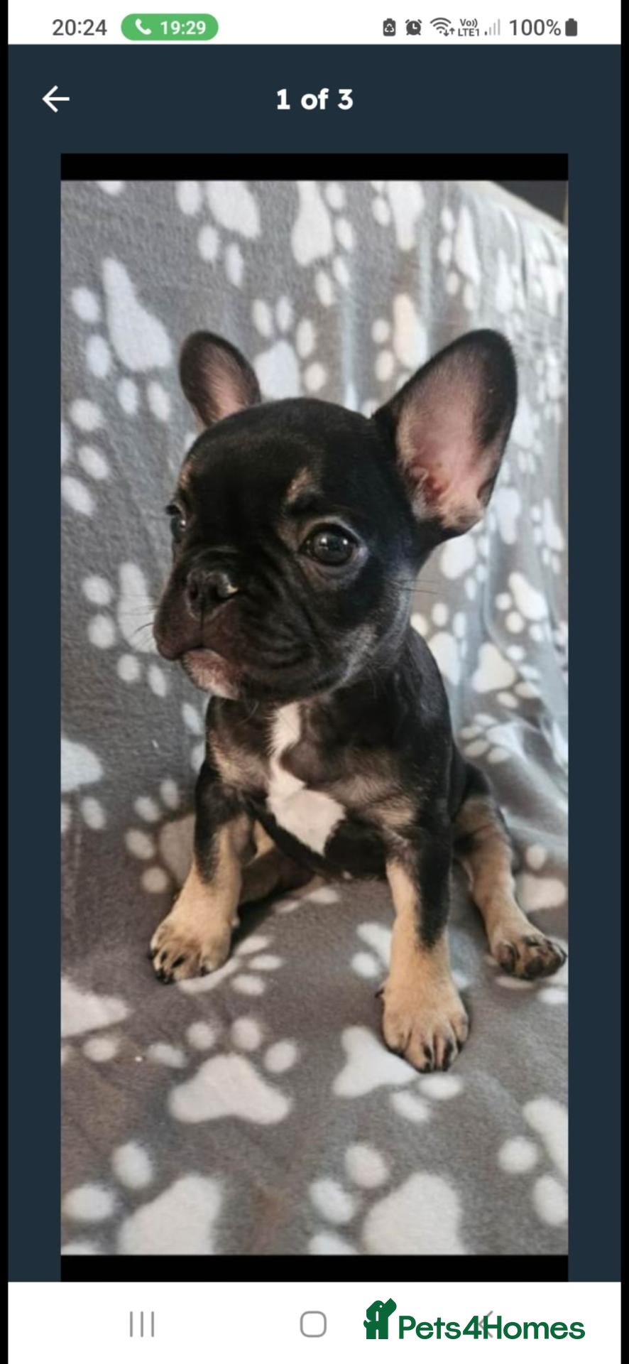 French Bulldog dogs Last french bulldog puppy  reduced  10 weeks  girl - Advert 6
