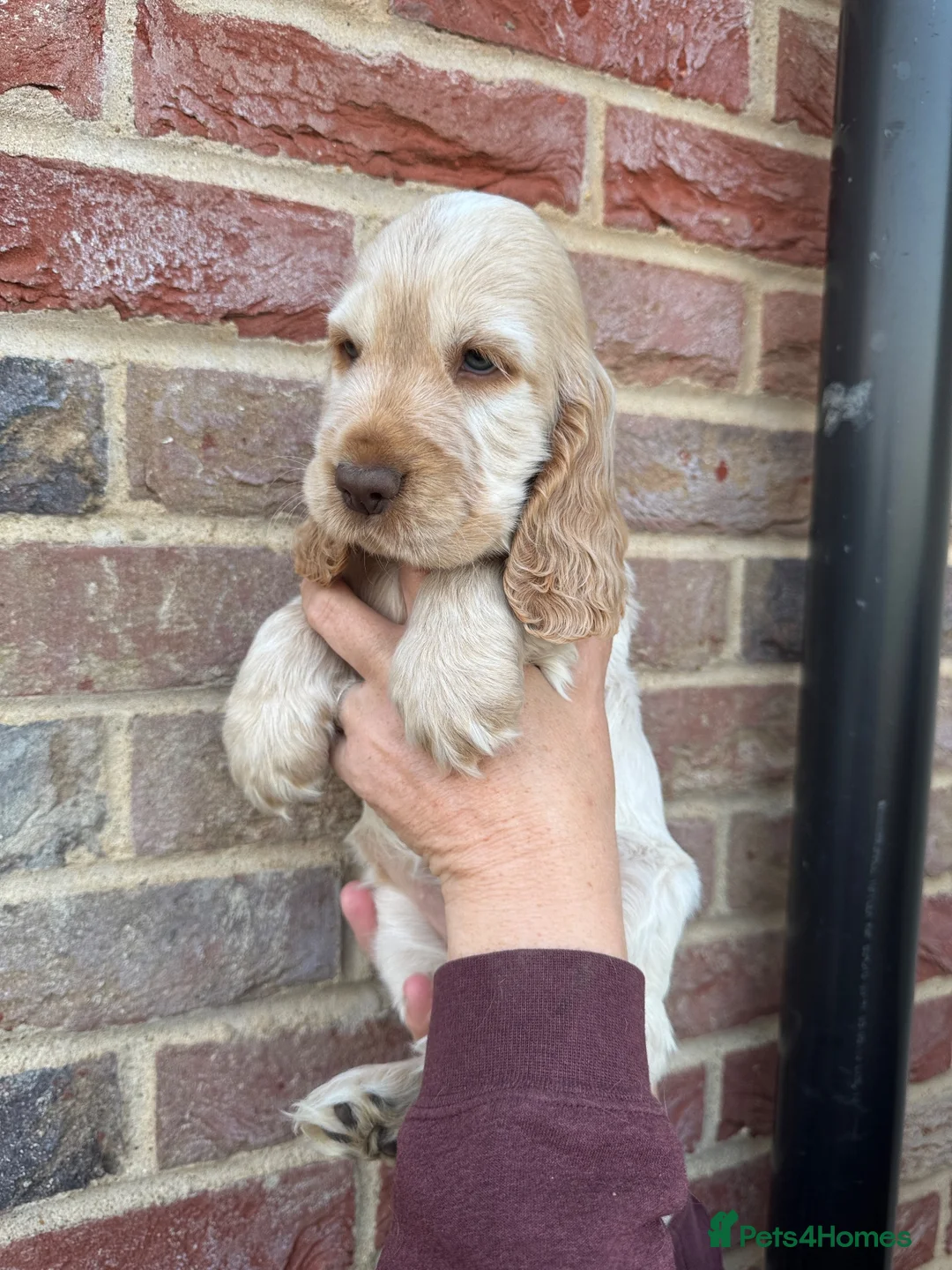 Cocker Spaniel dogs for sale: KC Reg Sable Show Cocker Puppies - Advert 2