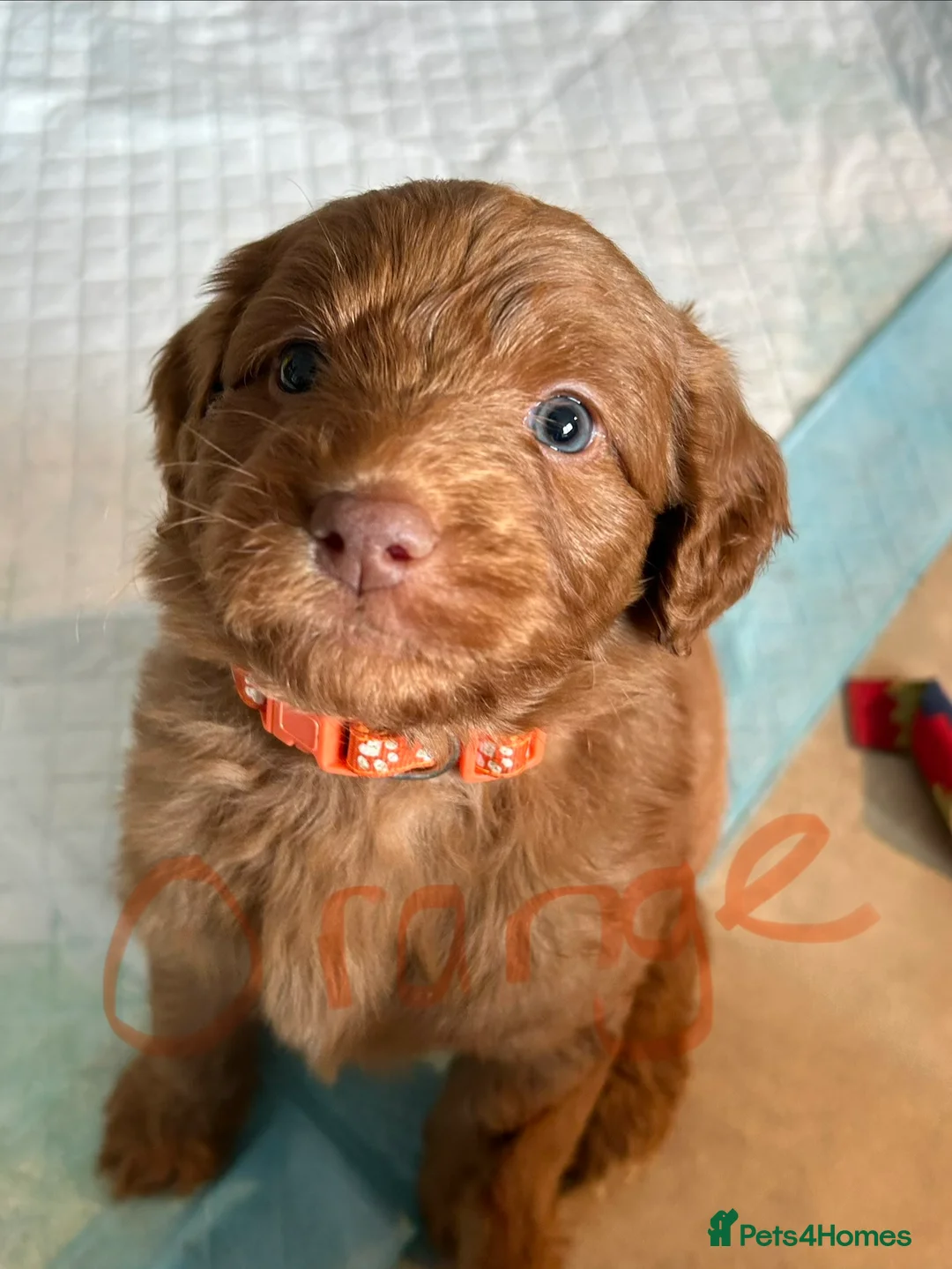 Mixed Breed dogs for sale: Red doodles - Advert 7