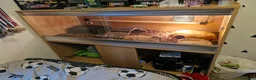 Python Snake reptiles for sale: Male Enchi Mojave 66% het Monarch ball python - Advert 5