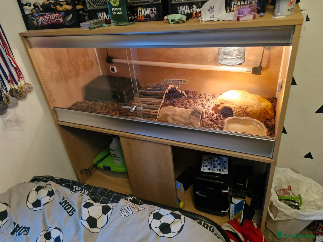 Python Snake reptiles for sale: Male Enchi Mojave 66% het Monarch ball python - Advert 5