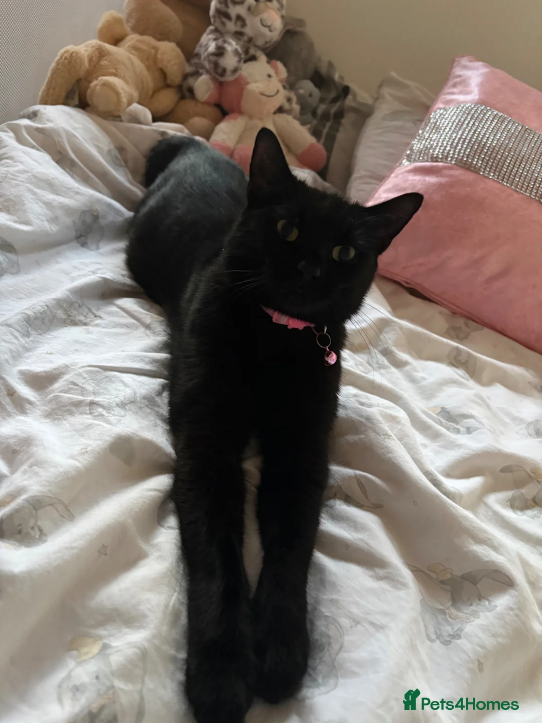 British Shorthair cats for sale: 2 beautiful tabby kittens ❤️ - Advert 1