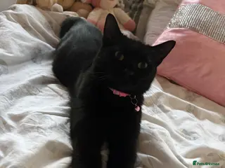 British Shorthair cats 2 beautiful tabby kittens ❤️ - Advert 3