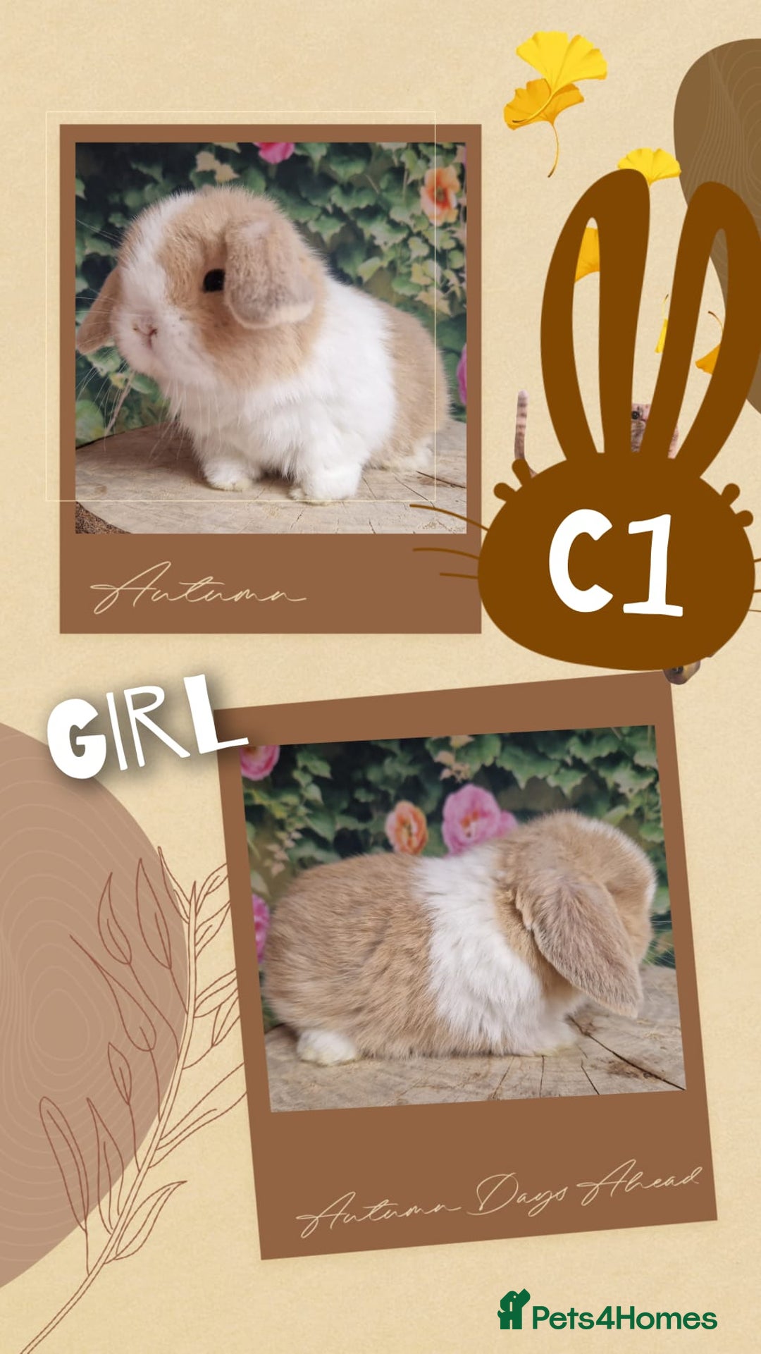 Mini Lop rabbits for sale: Mini lops for sale - Advert 2