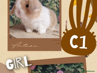 Mini Lop rabbits Mini lops for sale - Advert 7
