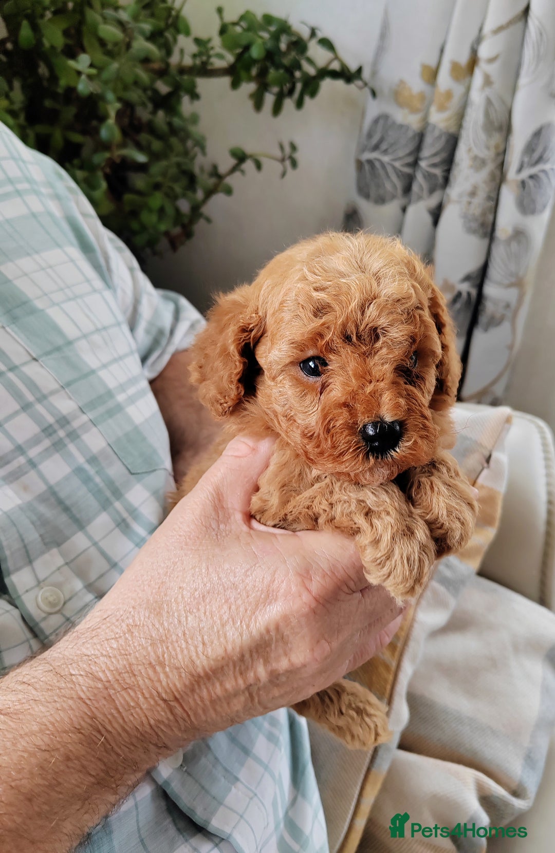 Cavapoo dogs for sale: TOY CAVAPOO DNA TESTED PARENTS AND GRANDPARENTS  - Image 11
