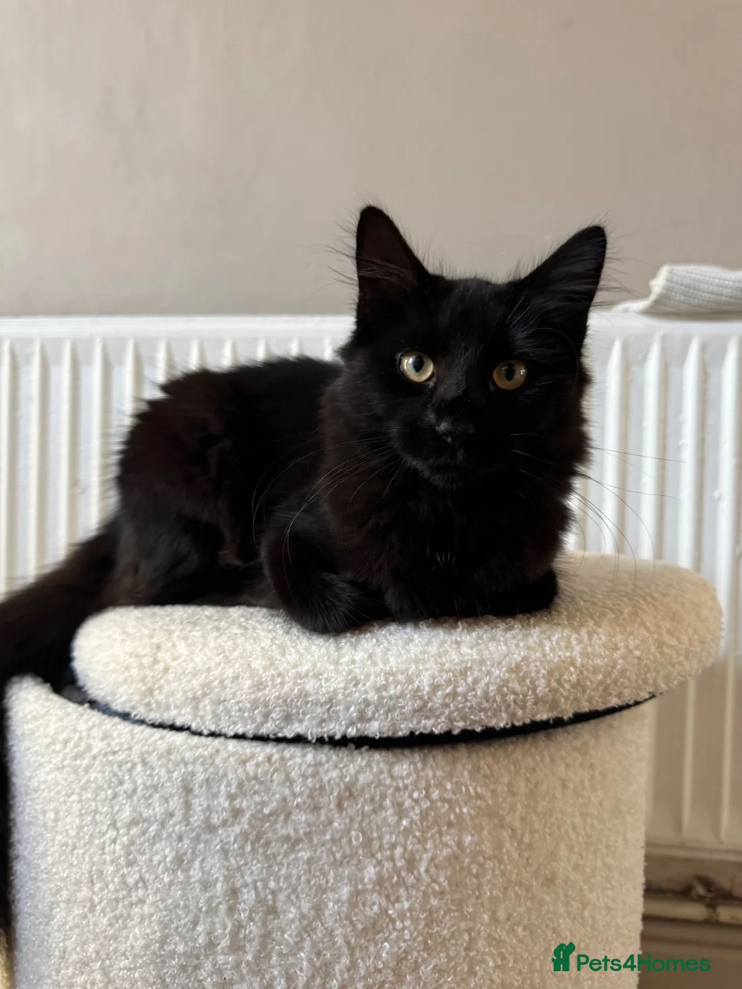 Maine Coon cats for sale: 75% Maine coon  - Advert 1