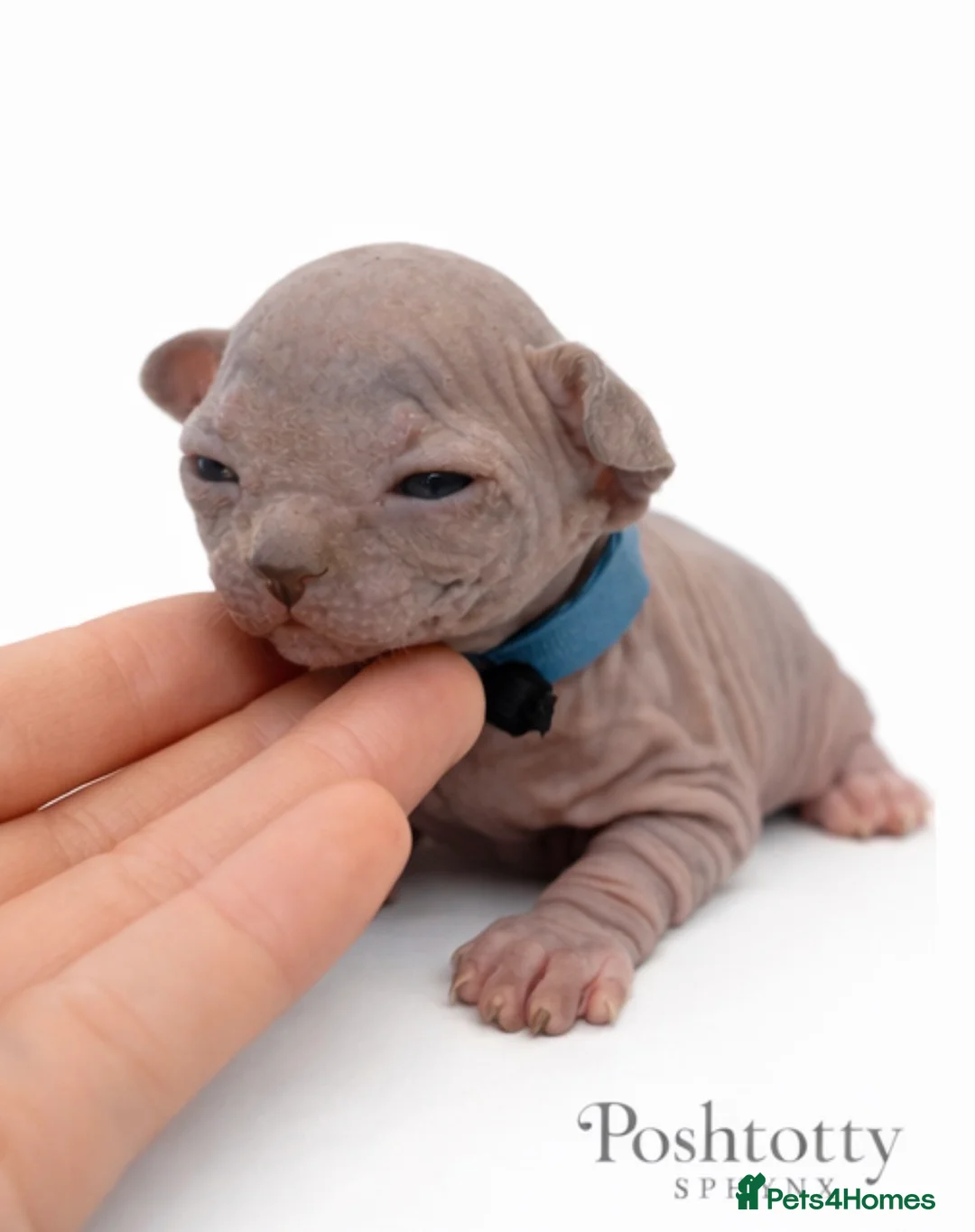 Sphynx cats for sale: Poshtotty Sphynx  - Advert 8