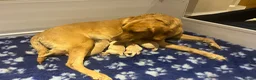 Labrador Retriever dogs for sale: Stunning KC Registered Champion line Puppies  - Advert 4