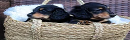 Miniature Dachshund dogs for sale: 3 beautiful miniature dachshunds 🐶  - Advert 6