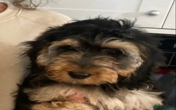 Cockapoo dogs for sale: STUNNING MINIATURE F1 COCKAPOO PUPPIES  in Slough - Image 3