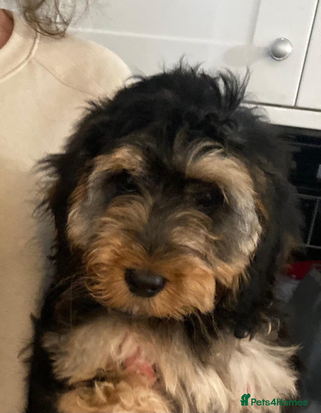 Cockapoo dogs for sale: STUNNING MINIATURE F1 COCKAPOO PUPPIES  in Slough - Image 3