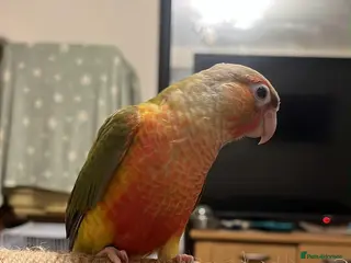 Parrots birds pineapple conure last one left - Advert 10