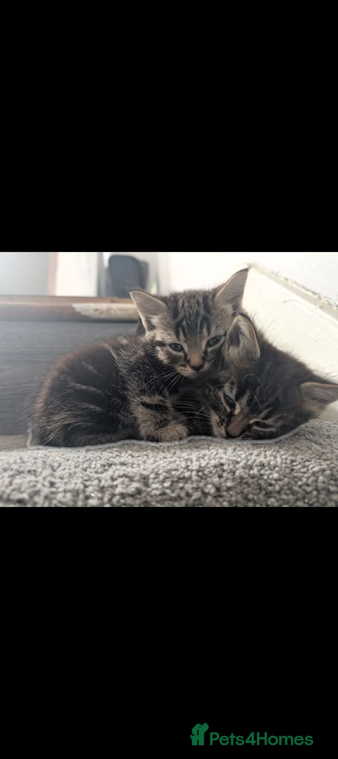 Mixed Breed cats for sale: Three gorgeous kittens ready to go in Sheffield - Advert 2