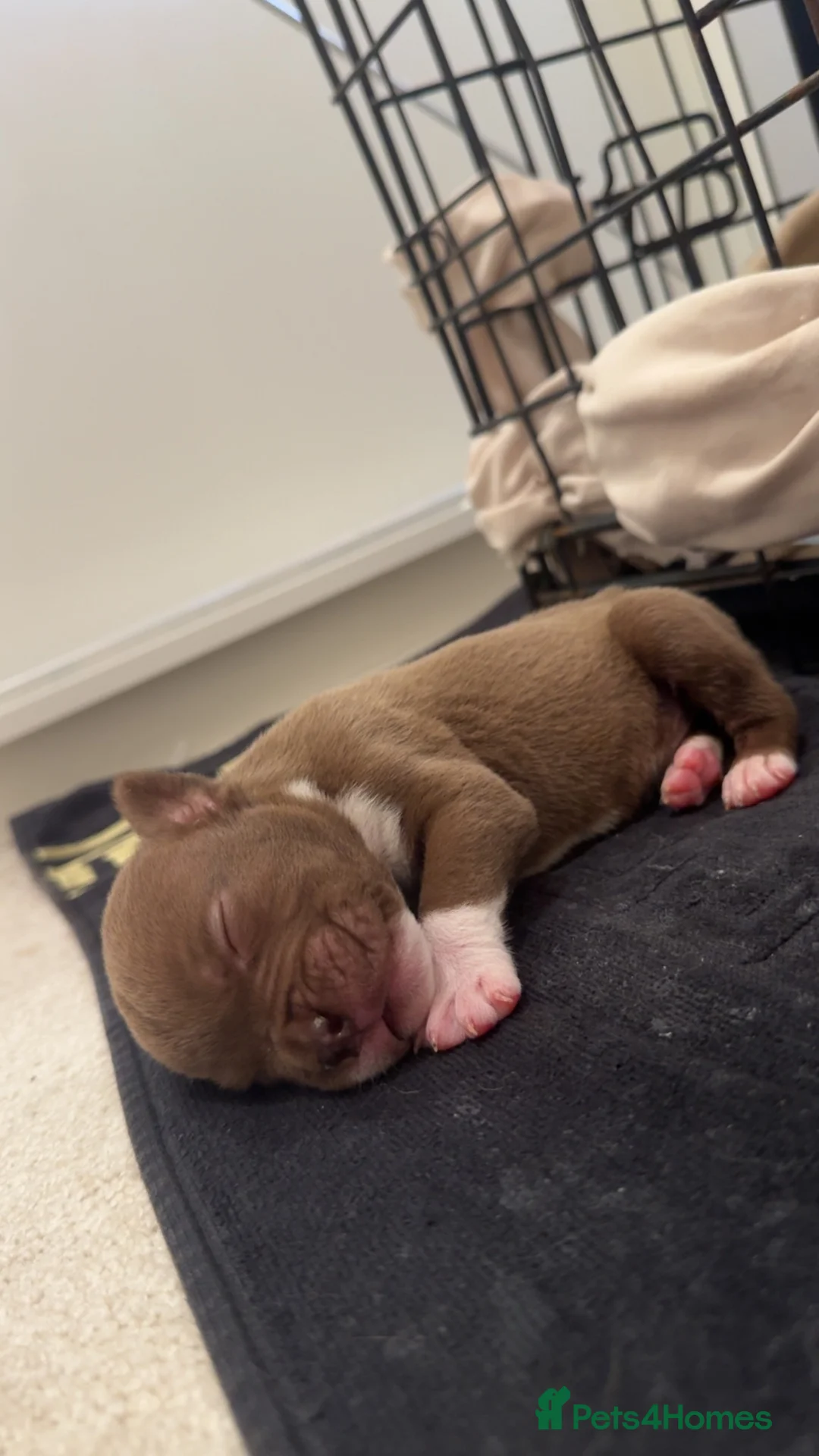 Mixed Breed dogs for sale: Pocket bully x old tyme bulldog puppy - Advert 2