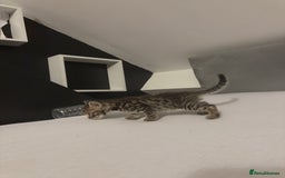 Bengal cats for sale: Cute bengal kittens for sale  - Image 7