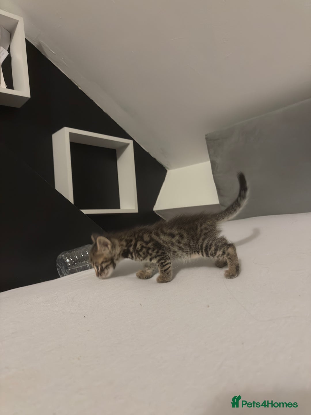 Bengal cats for sale: Cute bengal kittens for sale  - Image 7