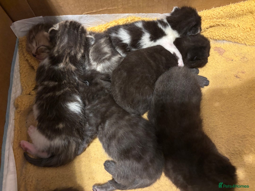 Mixed Breed cats for sale: British shorthair cross kittens - Image 3