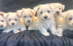 West Highland Terrier dogs for sale: Beautiful Westhighland White Terriers - Image 3