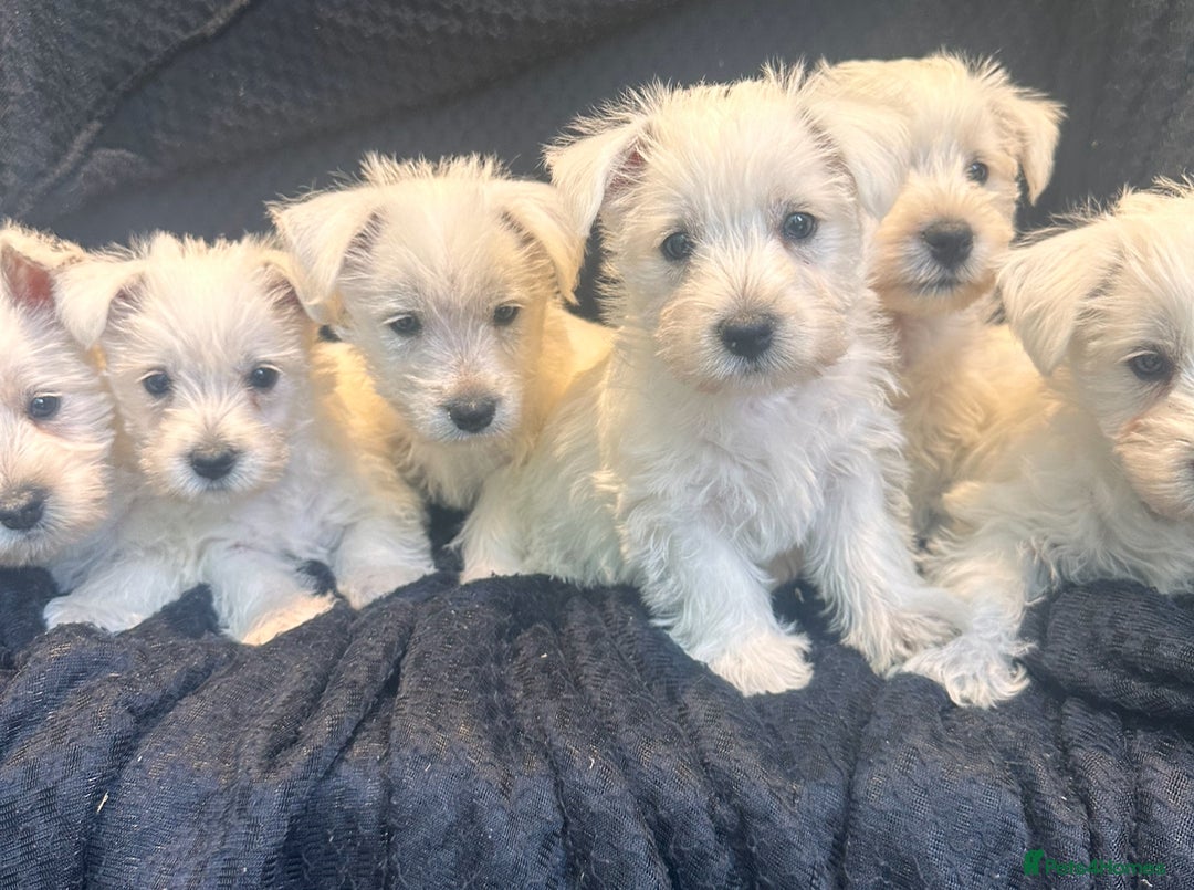 West Highland Terrier dogs for sale: Beautiful Westhighland White Terriers - Image 3
