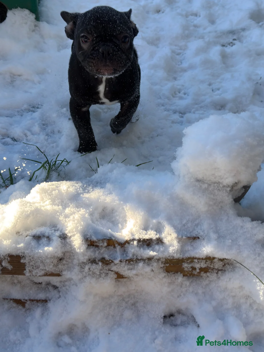 French Bulldog dogs for sale: Male French Bulldog - Advert 5