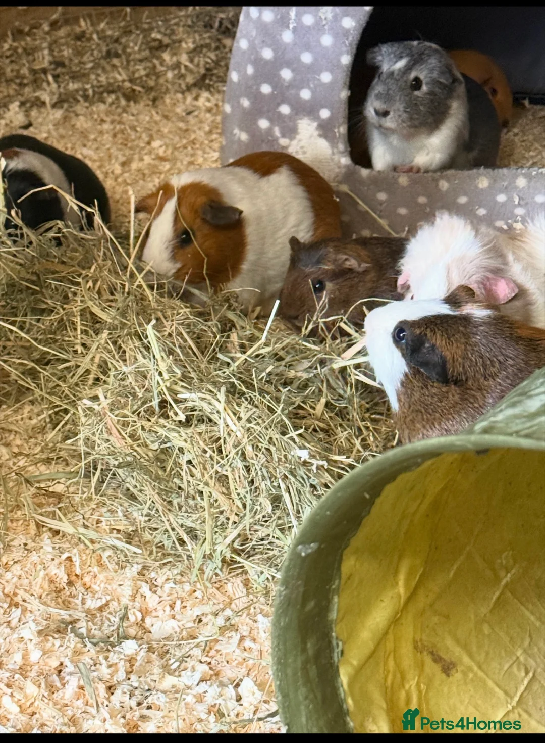 Guinea Pig rodents for sale: Female Guinea pig - Advert 3