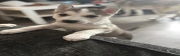 Siberian Husky dogs for sale: READY TO GO 2 male huskies for sale - Advert 18