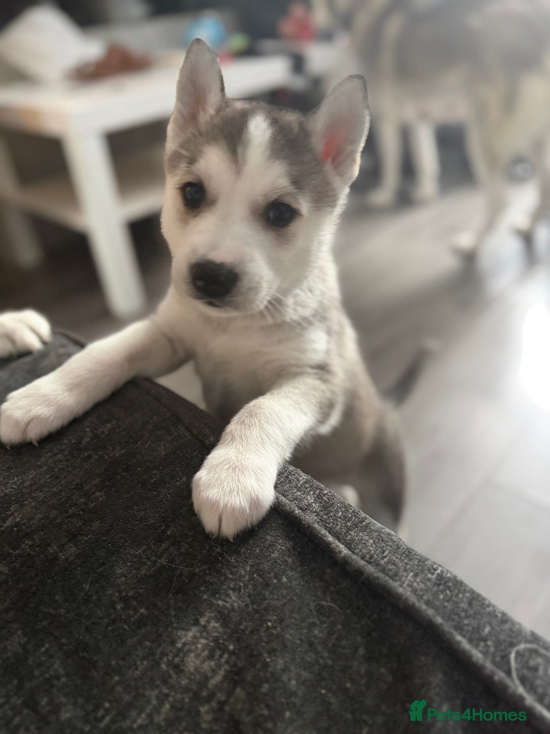Siberian Husky dogs for sale: READY TO GO 2 male huskies for sale - Advert 18