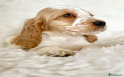 Cocker Spaniel dogs for sale: Golden Roan Full Health Tests Showline KC Reg Pups - Image 8