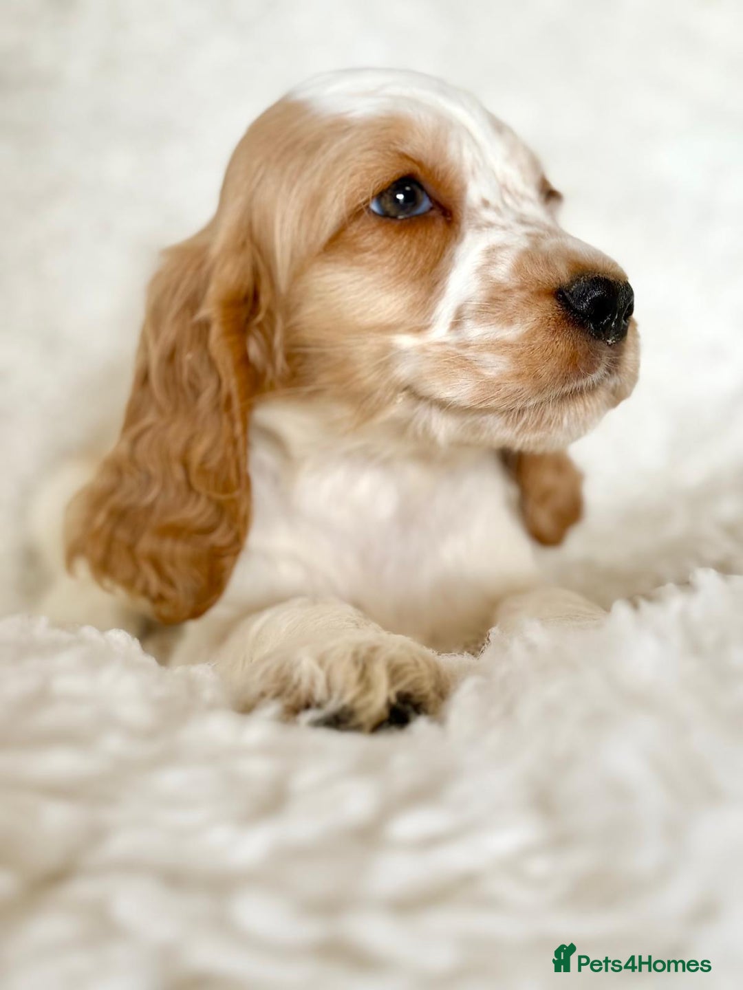 Cocker Spaniel dogs for sale: Golden Roan Full Health Tests Showline KC Reg Pups - Image 8