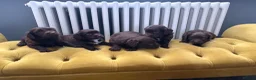 Sproodle dogs for sale: Sprockerdoodledors  - Advert 11