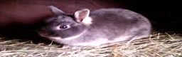 Netherland Dwarf rabbits for sale: minilop and netherland dwarf does - Advert 2