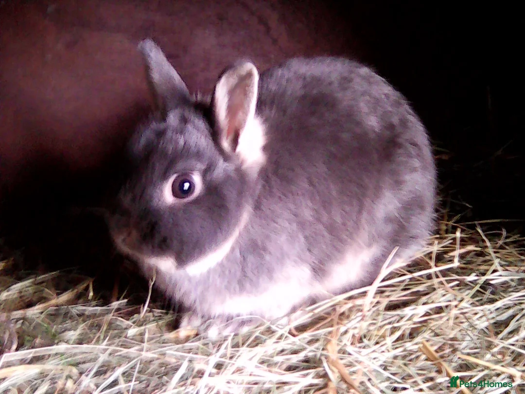 Netherland Dwarf rabbits for sale: minilop and netherland dwarf does - Advert 2