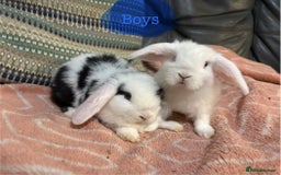 Mini Lop rabbits for sale: 8 beautiful friendly baby mini lops  - Image 20