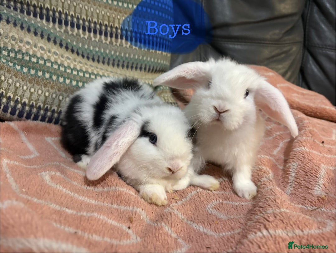 Mini Lop rabbits for sale: 8 beautiful friendly baby mini lops  - Image 20