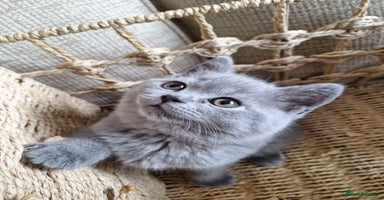 Scottish Fold cats - Advert 15