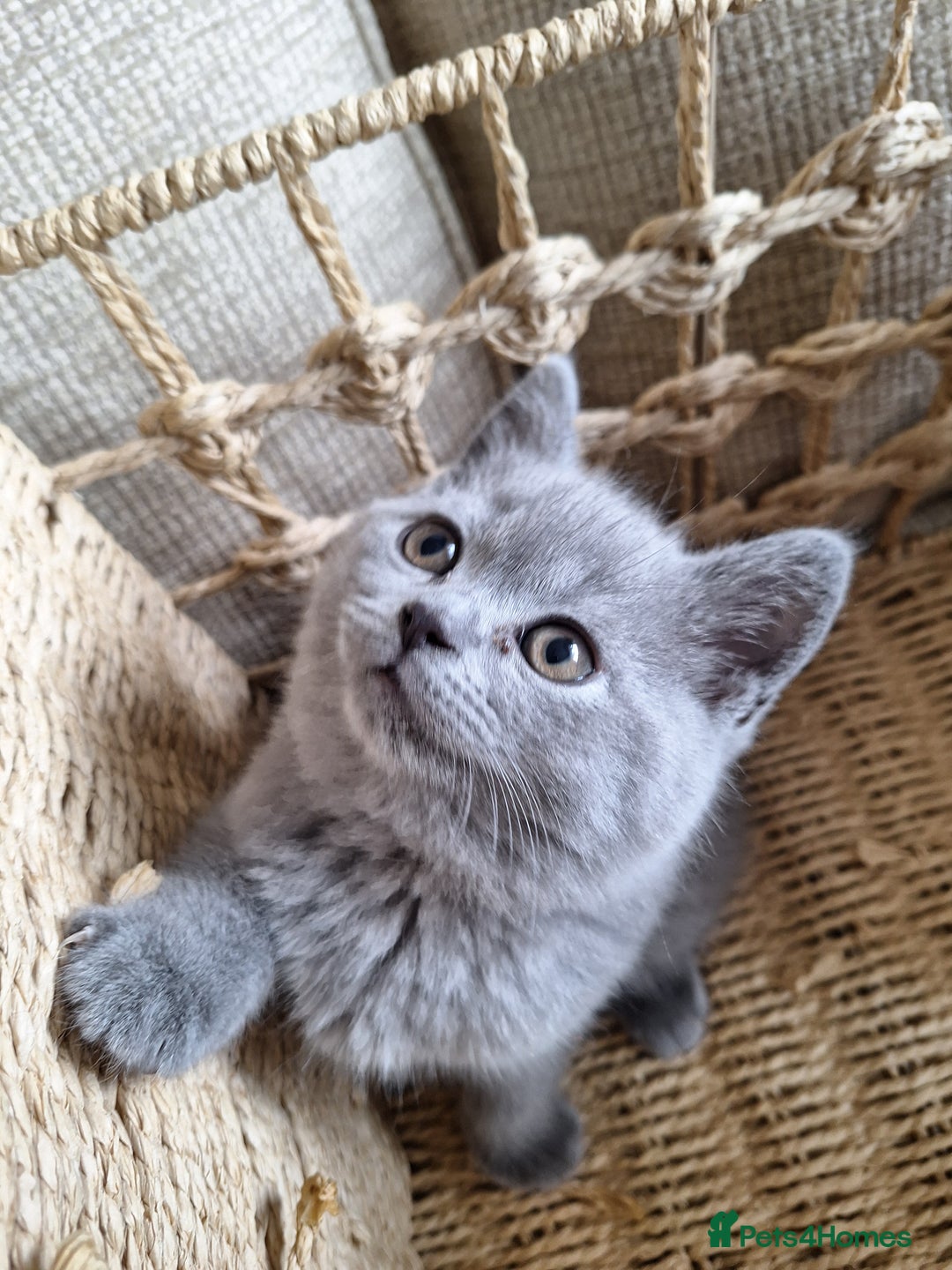 Scottish Fold cats for sale: Discount! Half price! Pure breed Scottish Fold  - Image 2
