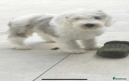 Sheepadoodle dogs for sale: unique midi sheepadoodle babies - Image 15